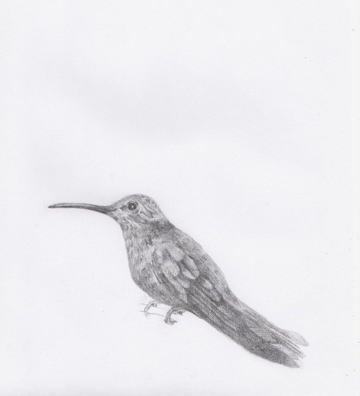 colibris j